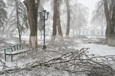 утром 10 марта городской парк напоминал заваленный буреломом лес