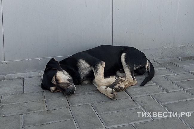 Фото Виолетты ГАВРИЛЕНКО